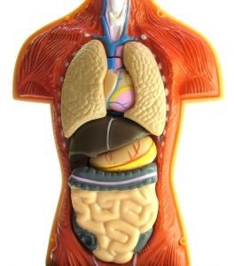 Alimentatia in bolile digestive